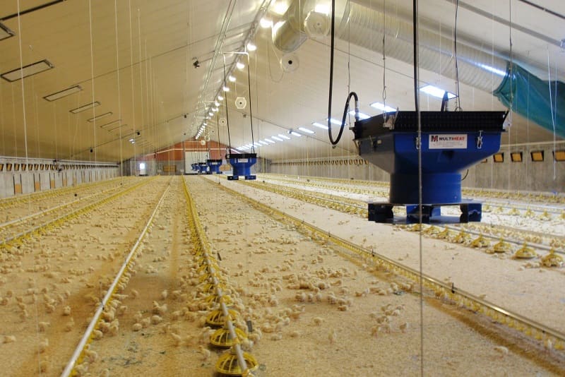 Dobrostan kur, czyli jak zapewnić odpowiednie warunki hodowli?