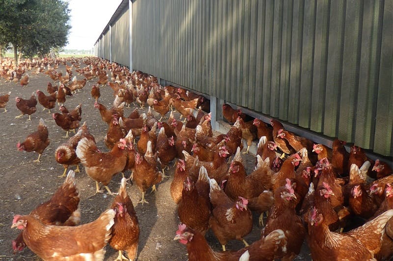 Hodowla kur zimą – o czym należy pamiętać?