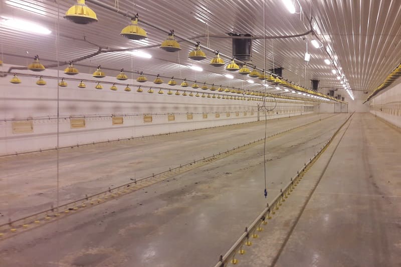 Zalety i efekty systemów schładzania kurników