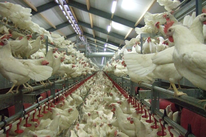 Jak zapewnić odpowiednią jakość powietrza w kurniku?