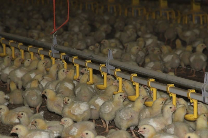 4 korzyści ze stosowania automatycznych poideł dla kur