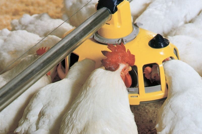 Korzyści wynikające ze stosowania systemów karmidłowych u stad rodzicielskich