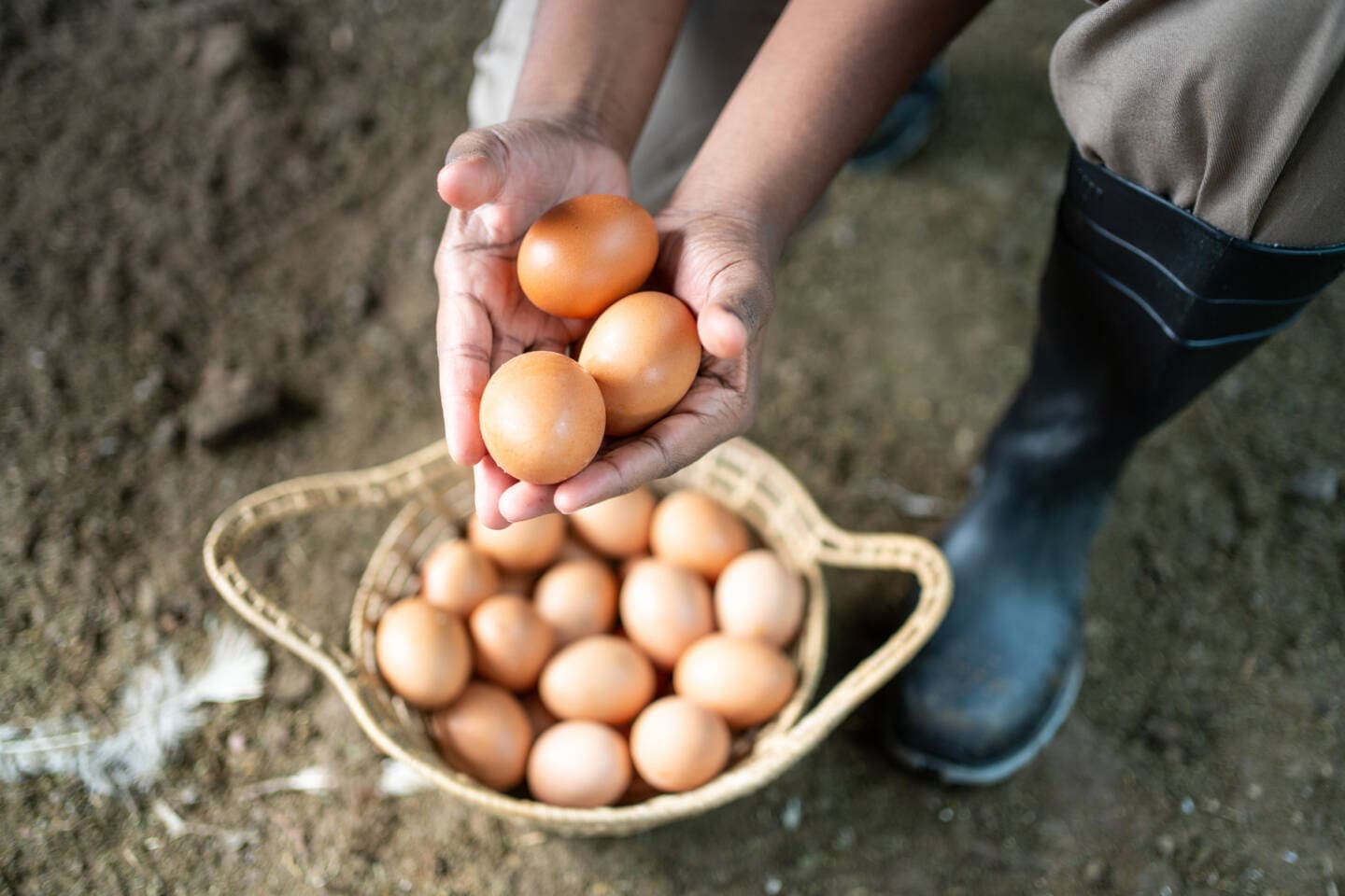 zbieranie jajek