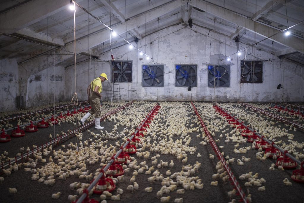 Skutki zbyt wysokiej temperatury powietrza w kurnikach