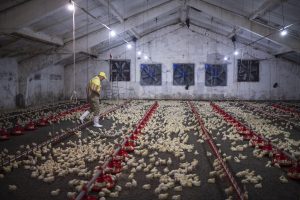 Skutki zbyt wysokiej temperatury powietrza w kurnikach