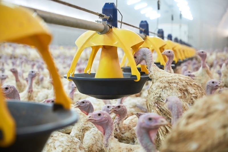 Jak powinna wyglądać hodowla indyków?