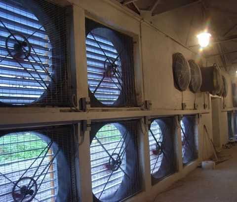 Jak działa wentylacja w kurnikach zimą?