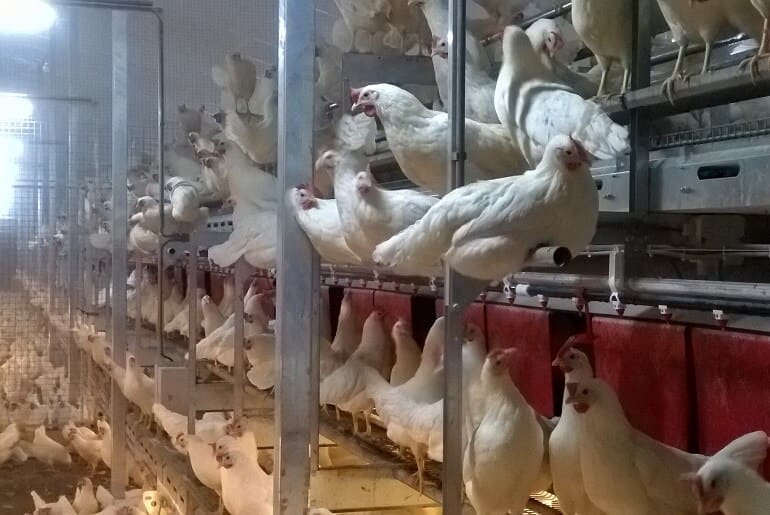 Z jakich materiałów powinny być wykonane gniazda dla kur?