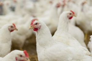 Jakie konsekwencje może nieść ze sobą zbyt niska lub zbyt wysoka temperatura w kurniku?