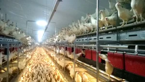 Jak dobrze rozplanować wolierę dla kur hodowlanych?