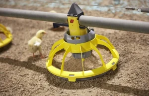 Jak zapewnić odpowiednie dawkowanie i podawanie paszy dla drobiu?