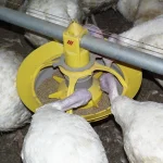 Czym charakteryzują się karmidła dla indyków?