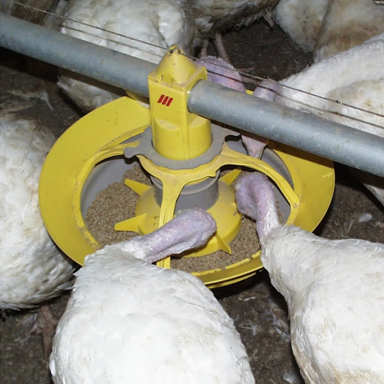 Czym charakteryzują się karmidła dla indyków?