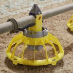 Karmidła Roxell dostępne w Galloma