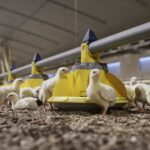 Jak chronić kury przed letnimi upałami