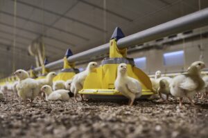 Jak chronić kury przed letnimi upałami
